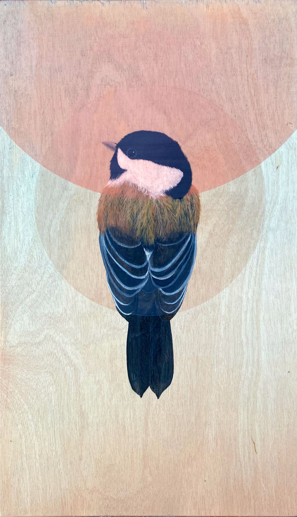 Amy Ruppel - Chestnut-backed Chickadee