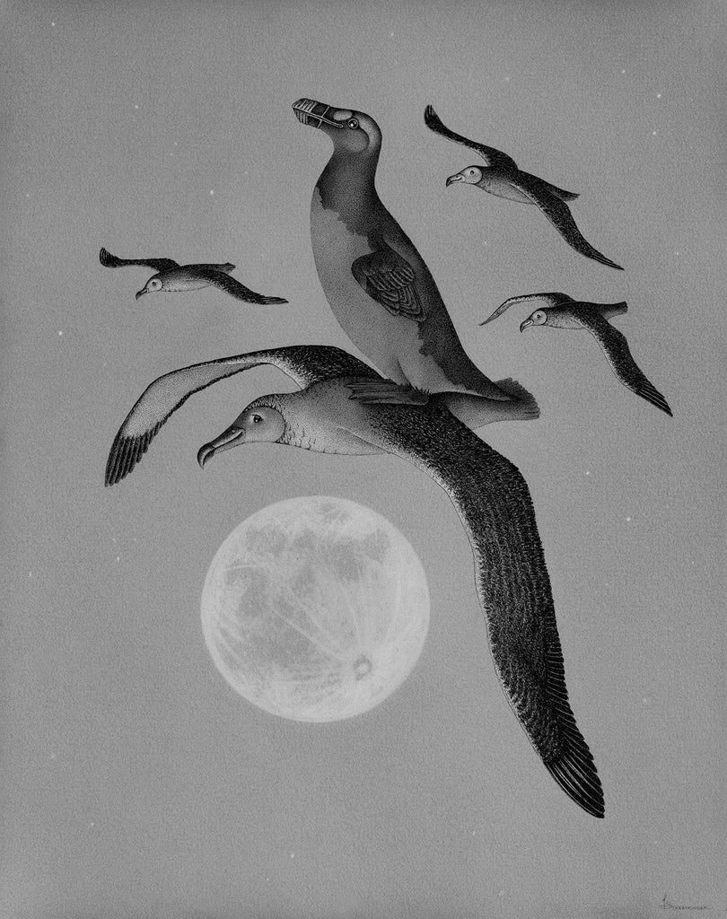 Juliet Schreckinger - The Flight of the Great Auk