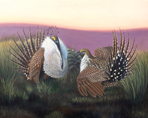 Michelle Mitchell - Grouse on the Lek