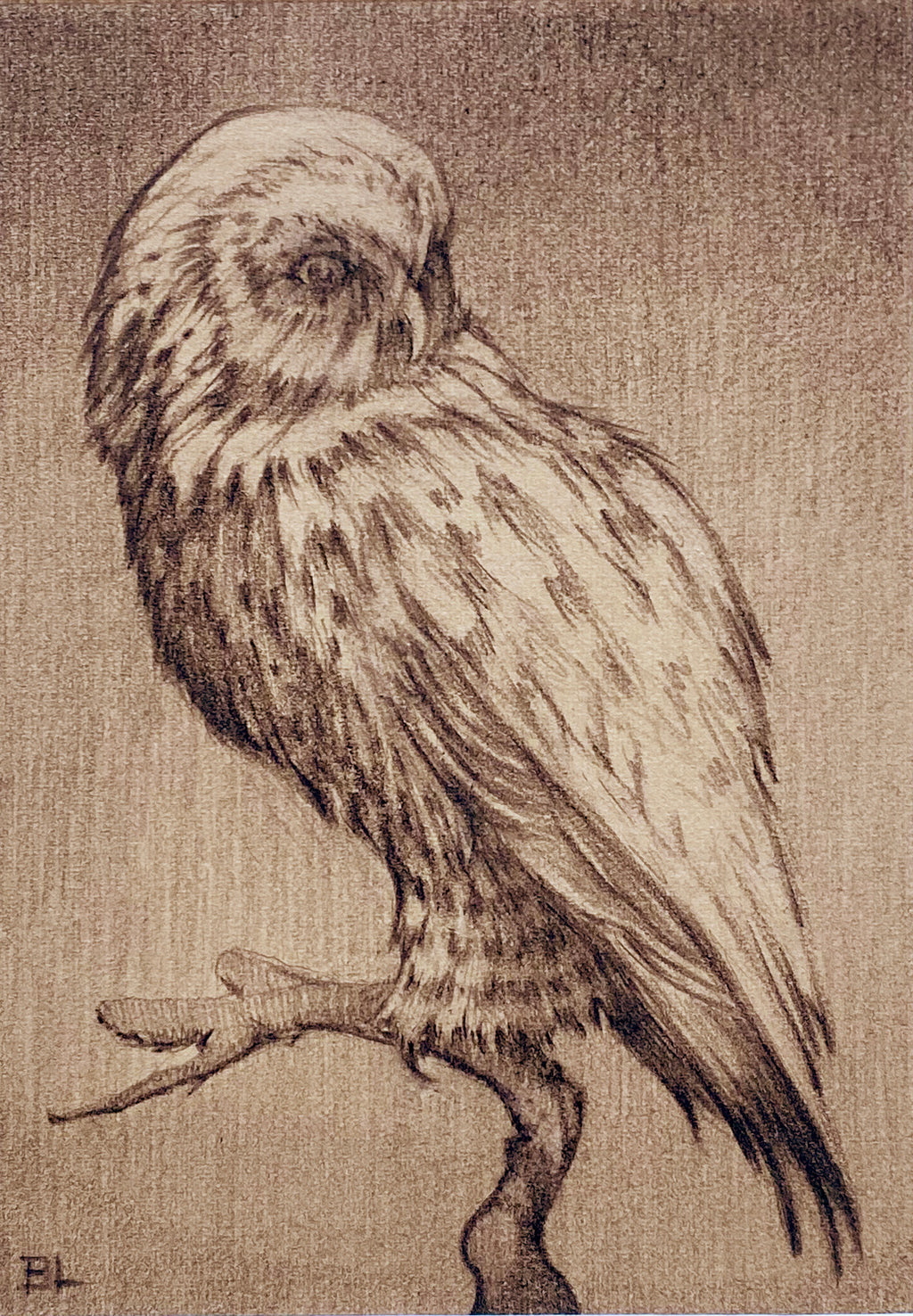 Brin Levinson - Owl Study