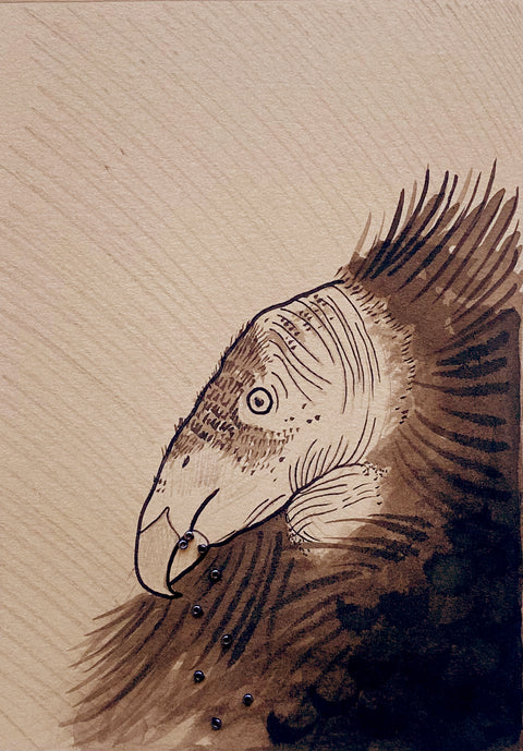 Rialenga - Vulture Study