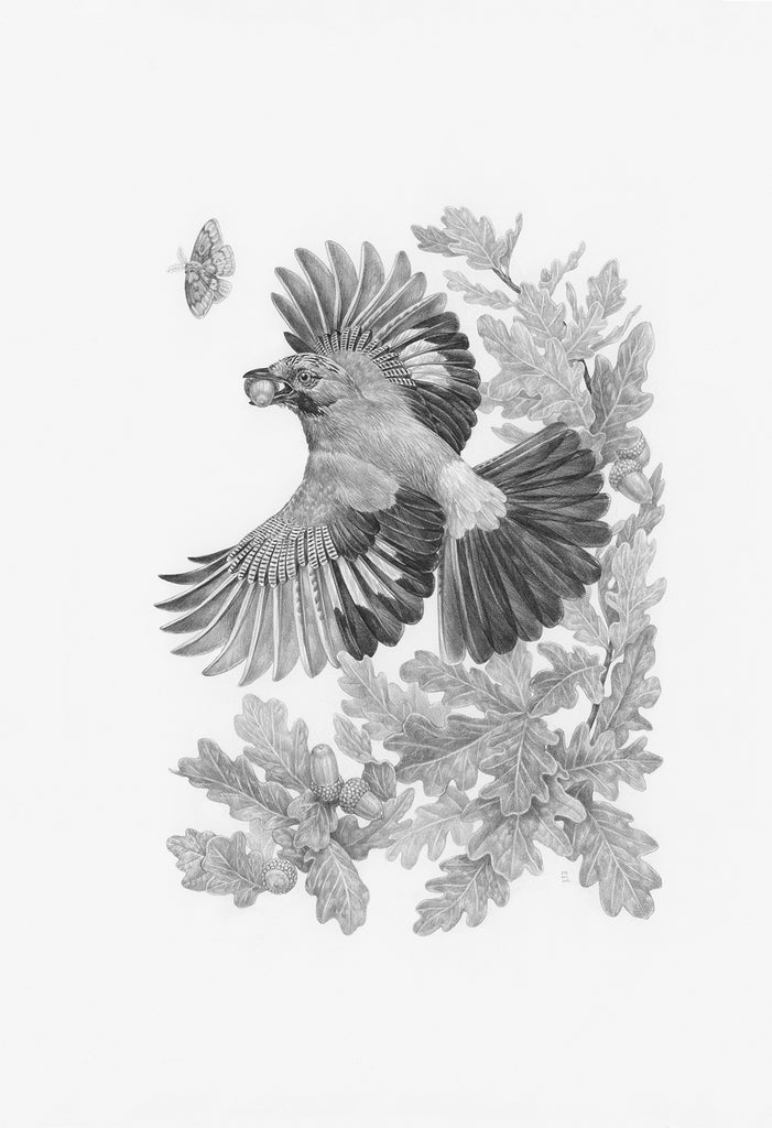 Zoe Keller - "Eurasian Jay and English Oak"